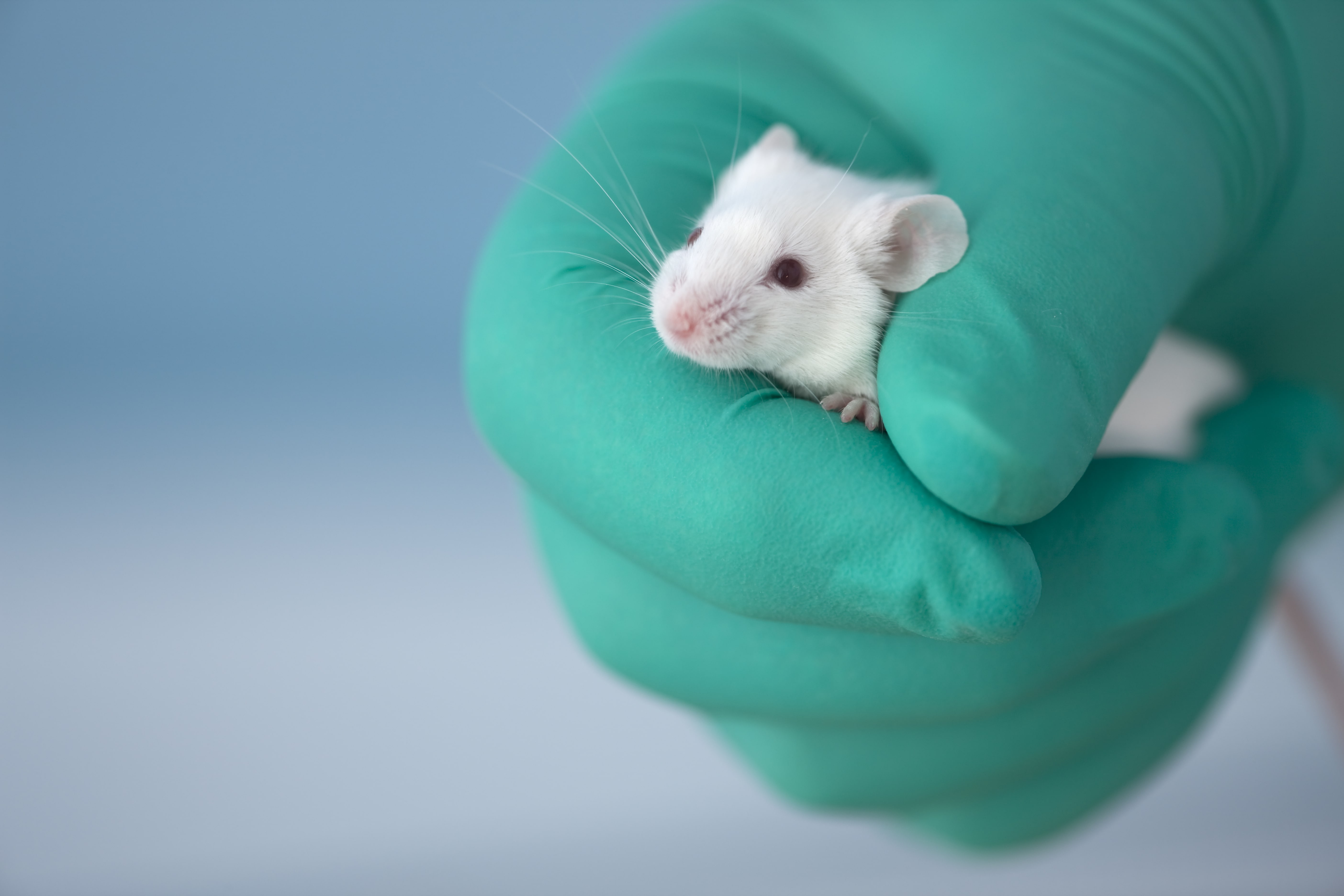 animal-testing-essay-advantages-and-disadvantages-sitedoct